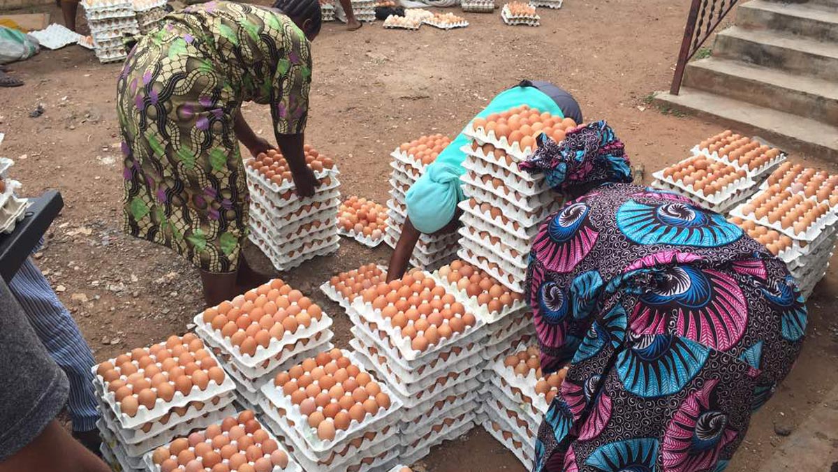 People stacking trays of brown eggs outdoors on a dirt surface.